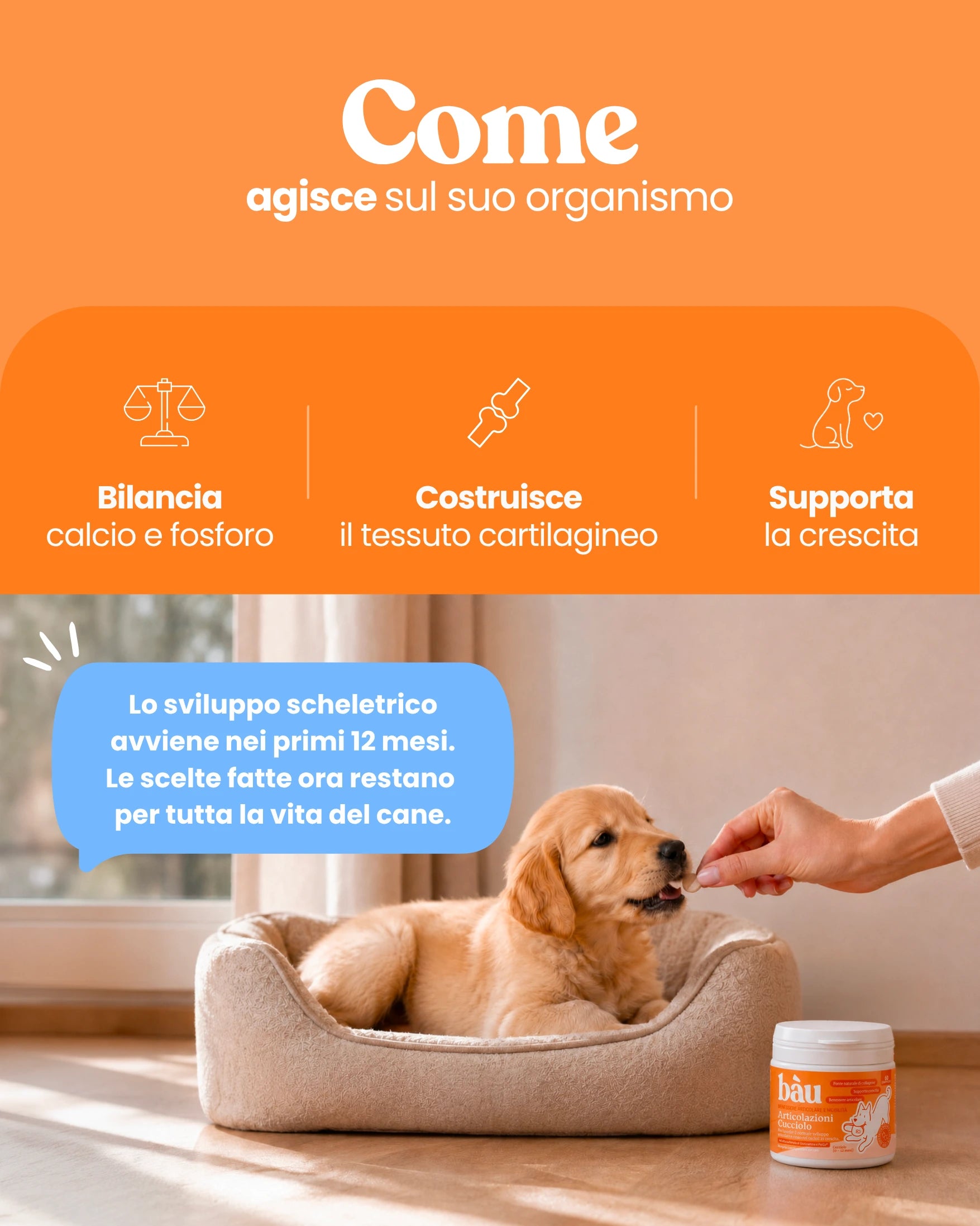 Articolazioni Cucciolo