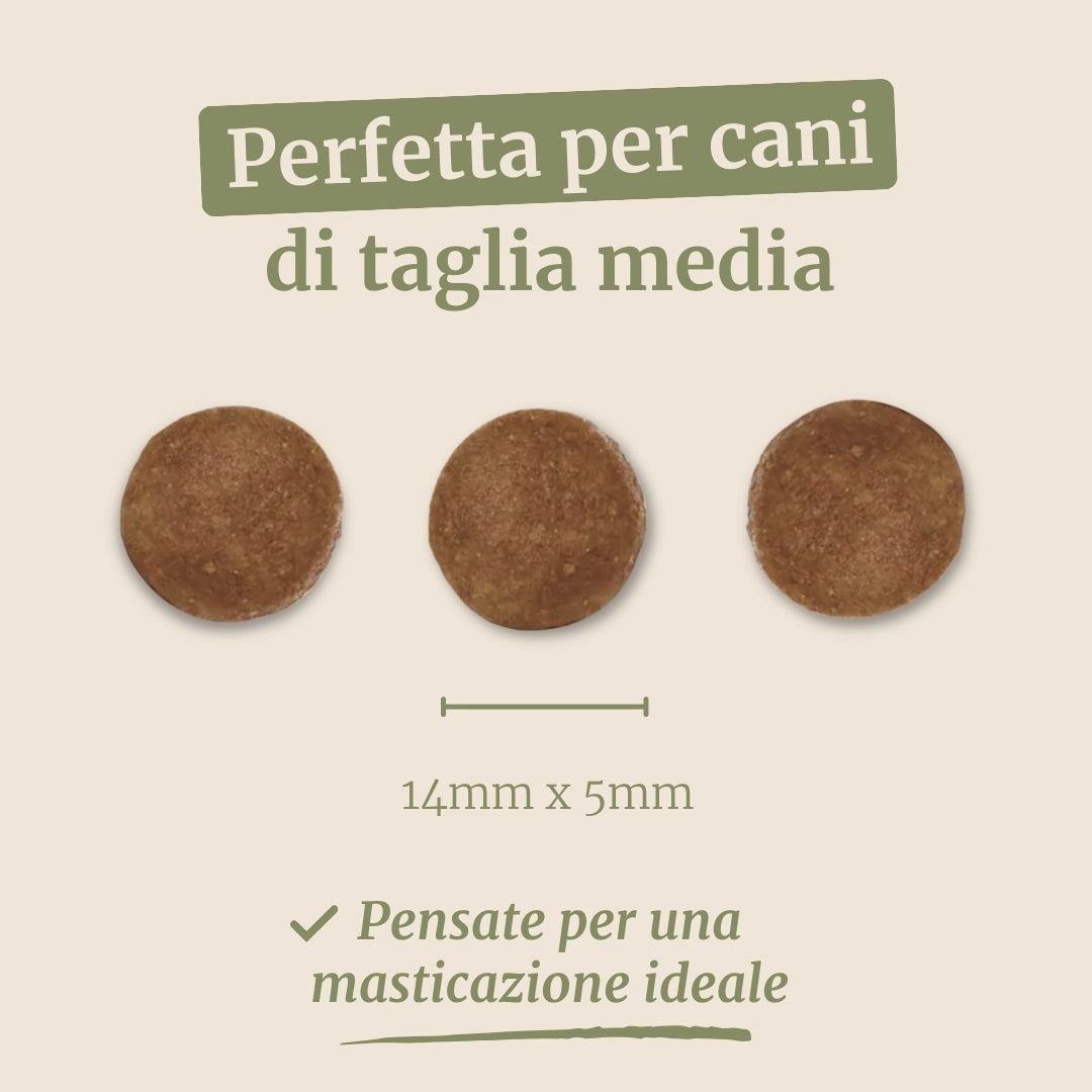 Crocchette con Agnello, Patate Dolci e Menta per cani adulti di taglia media