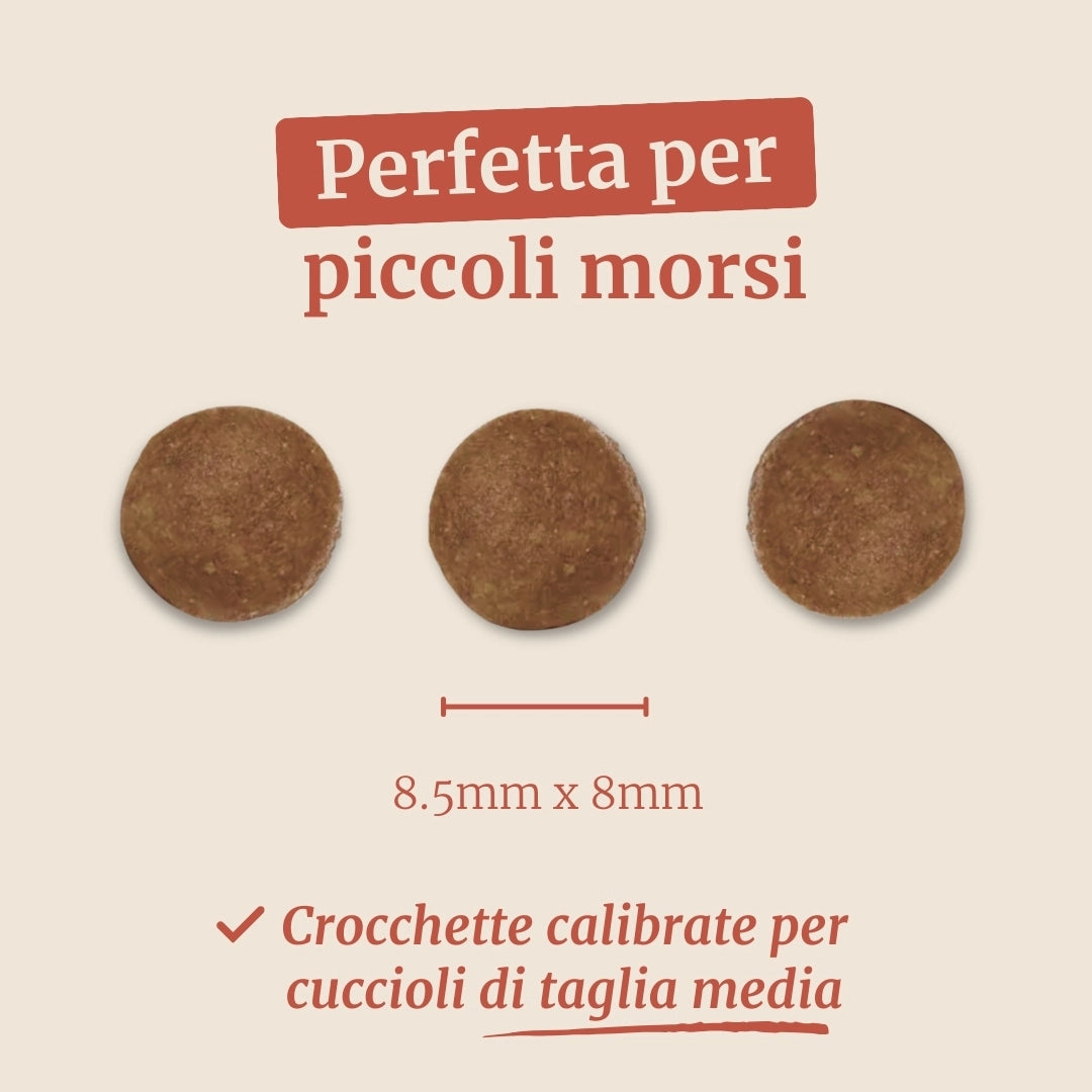 Crocchette con Salmone, Eglefino, Pesce Bianco, Patate Dolci e Asparagi per cani cuccioli di taglia media