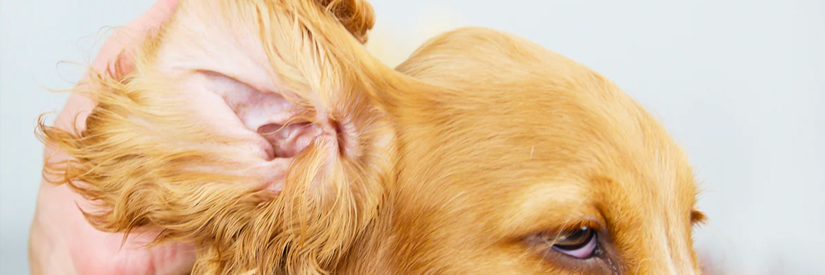 10 consigli per mantenere le orecchie del tuo cane pulite e sane