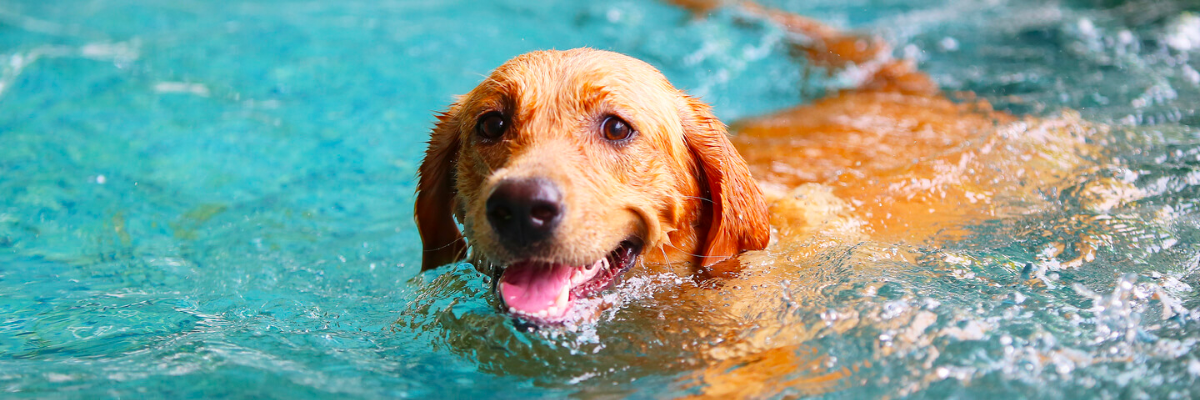 Cani e piscina: regole di sicurezza e divertimento acquatico