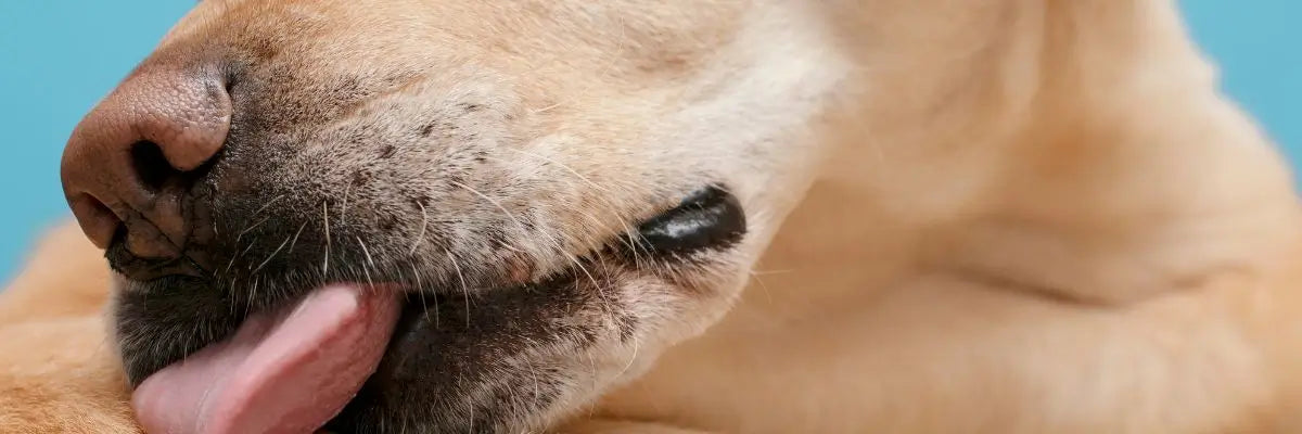 Cause e rimedi al leccamento eccessivo del cane con il veterinario Vincenzo Rondelli 