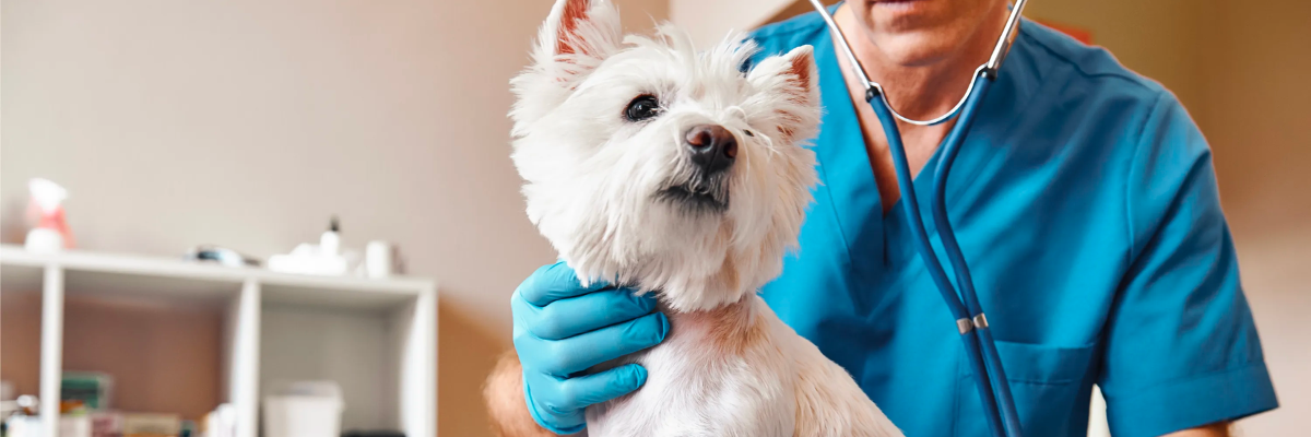 Come preparare il tuo cane per una visita dal veterinario: consigli e suggerimenti utili