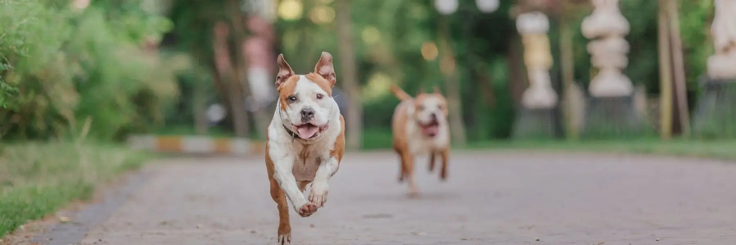 Come prevenire l'artrite nei cani