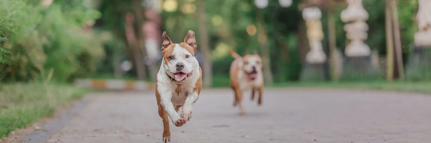 Come prevenire l'artrite nei cani
