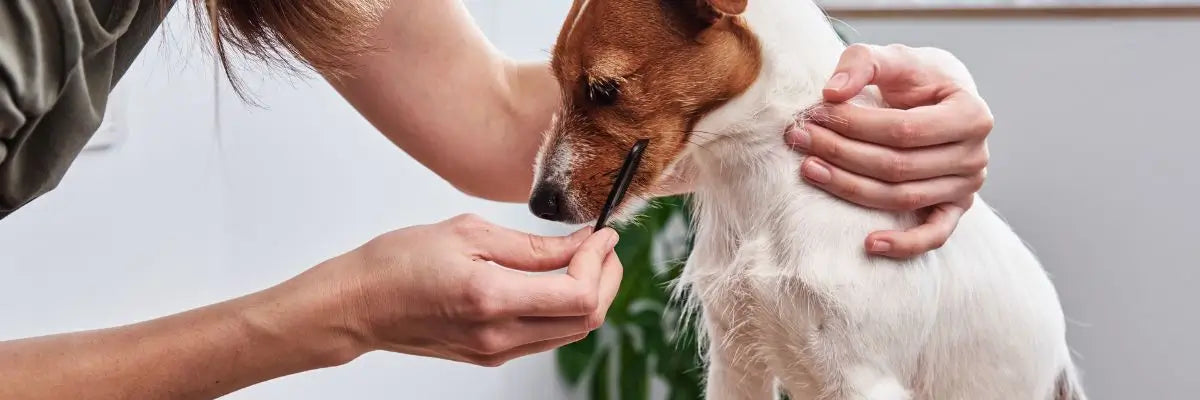Spazzole per cani: perché usarle e come scegliere le migliori