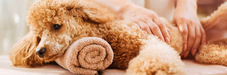 Il potere del massaggio: benefici per il benessere del tuo cane