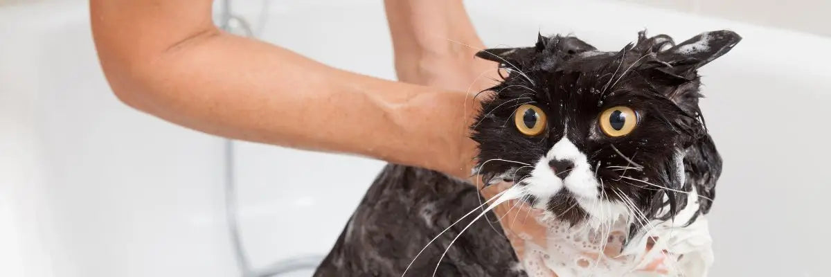 Come lavare il gatto: guida passo dopo passo