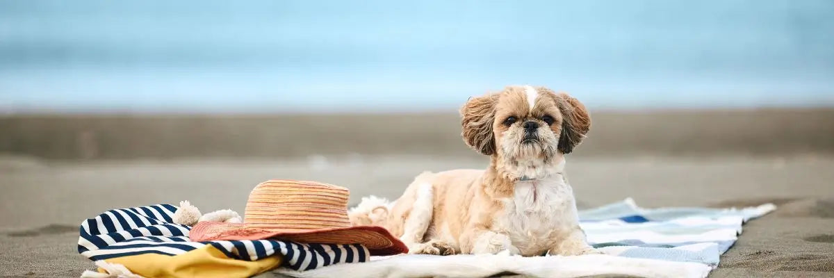 Le migliori spiagge dog friendly per una vacanza al mare con il cane