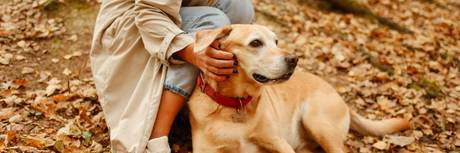 Preparare il tuo cane per l'autunno: consigli per la cura del pelo e della pelle