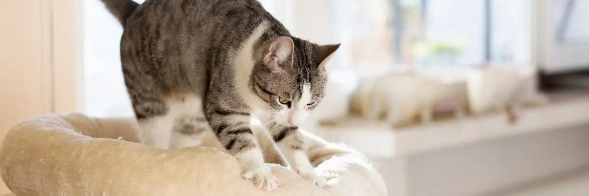 Perché i gatti impastano (proprio su di te)? Significato, emozioni e curiosità su un gesto tutto felino