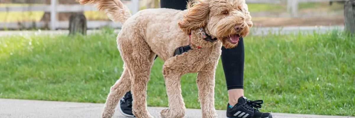 Un cane durante una passeggiata mattutina estiva per prevenire le scottature delle zampe dall'asfalto rovente 