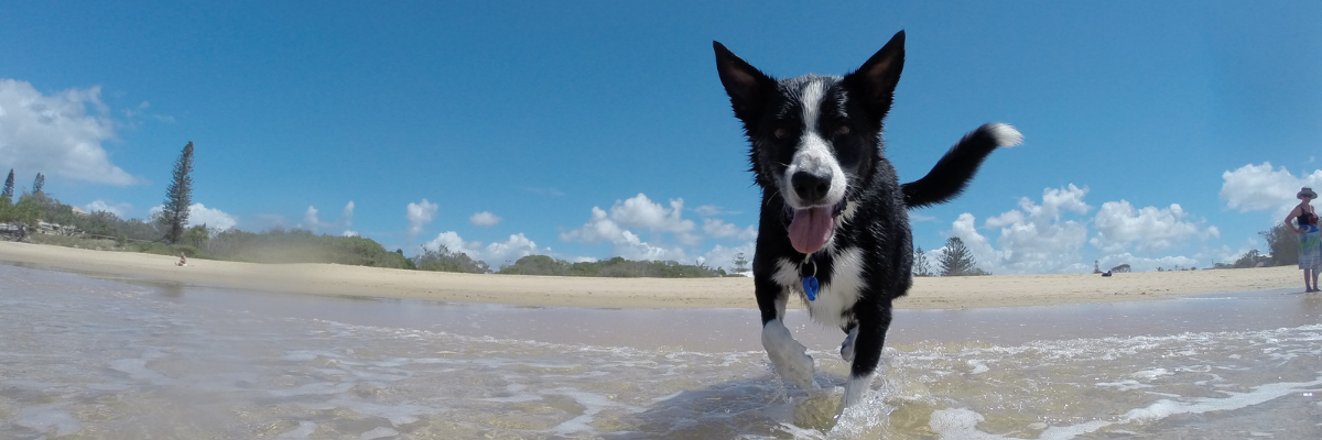 Immagine di un cane bianco e nero che corre sulla spiaggia, con le zampe nell'acqua