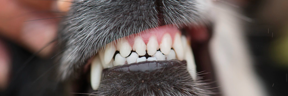 Alito cattivo nei cani: cause e rimedi