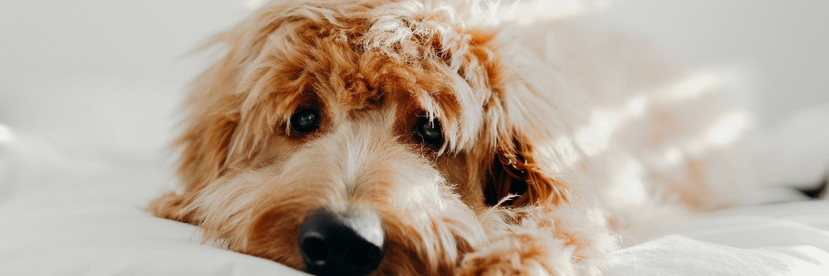 In Italia la legge sui prodotti per animali domestici è sbagliata e dannosa: ecco perché