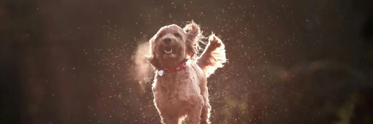 Cane che corre euforico durante un episodio di zoomies, tipico momento di energia improvvisa nei cani.