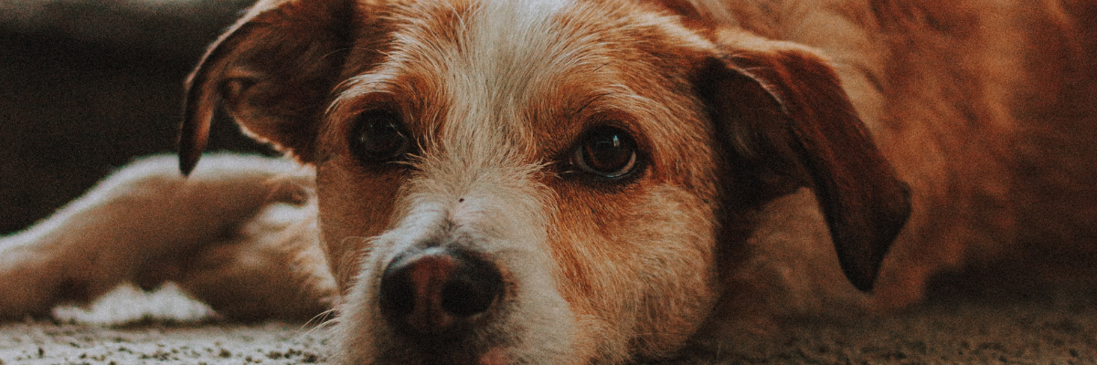 Proteggere il cane dai parassiti