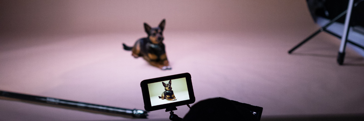 Come scattare una bella fotografia al cane