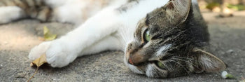 Un gatto sdraiato al fresco durante il caldo estivo per evitare colpi di calore e disidratazione