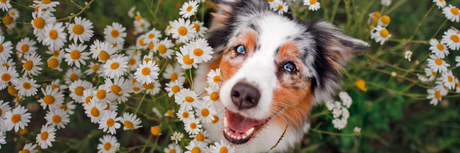 Le erbe benefiche per la salute del tuo cane: scopri i loro poteri curativi