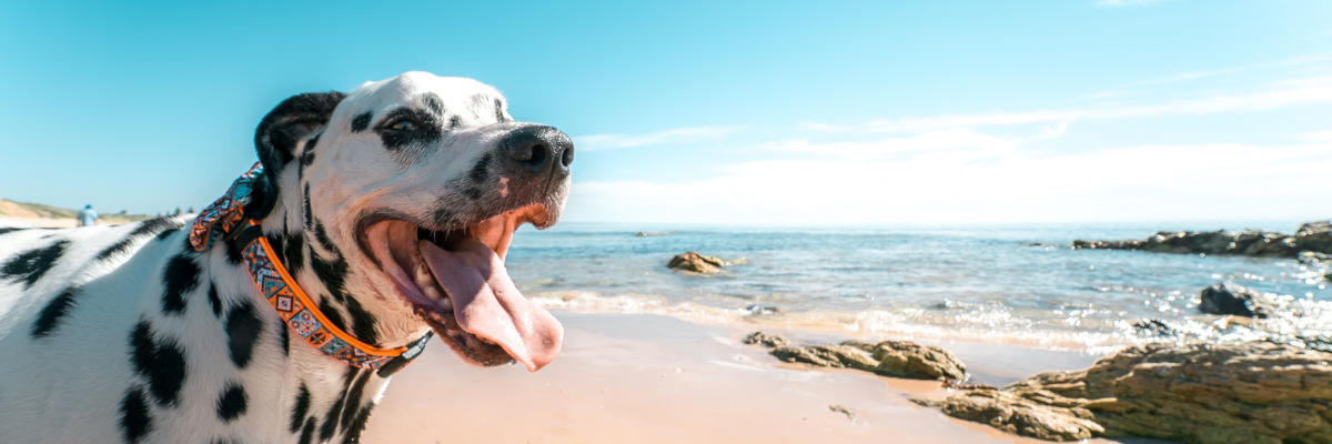 Uscire d'estate con il cane quando fa caldo