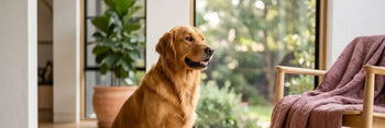 Un cane sano e vitale in un ambiente domestico illuminato dal sole, simbolo del benessere del sistema immunitario e della protezione naturale del cane.