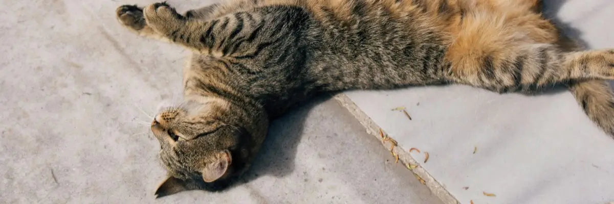 Un gatto ben curato che si rilassa sdraiato sul pavimento