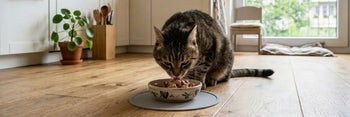 Immagine creata con intelligenza artificiale di un gatto che mangia cibo umido con ingredienti 100% naturali e certificati