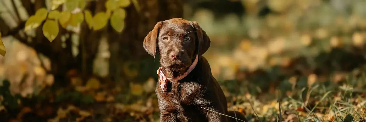Un cucciolo di labrador color caffé durante una passeggiata in un bosco autunnale