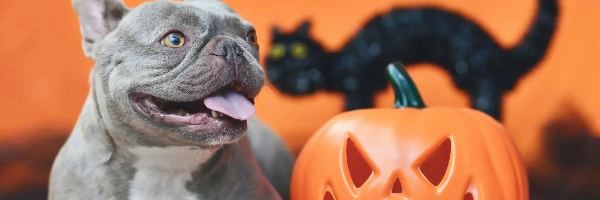 Un cane felice accanto ad una terrificante zucca di Halloween