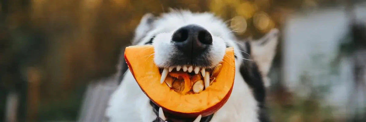 Un cane che addenta una fetta di zucca tipico alimento autunnale