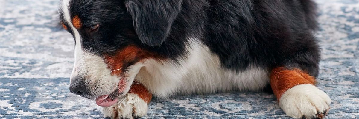 Un cane mentre si lecca una zampa