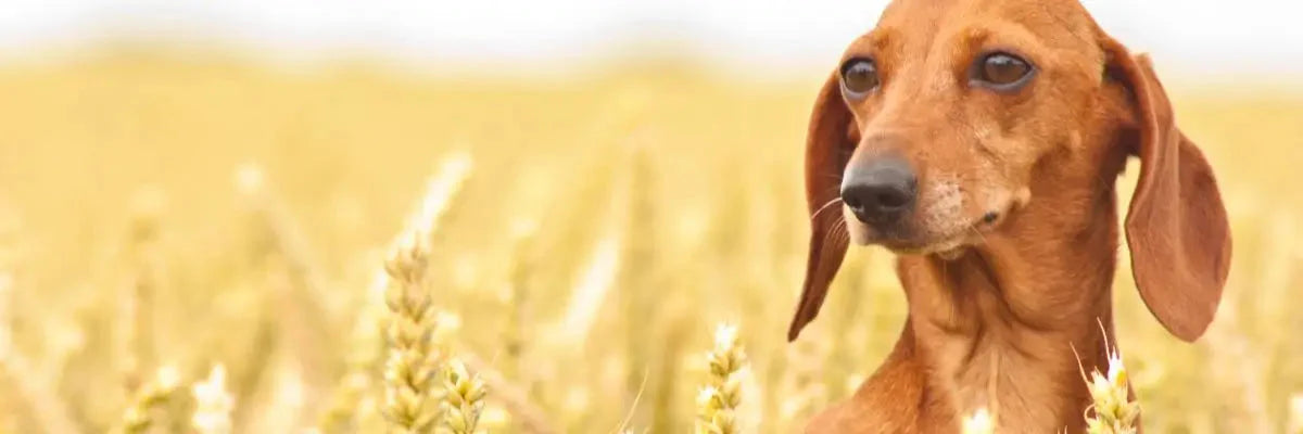 Una cane in estate in un campo di grano uno dei luoghi più pericolosi per  il rischio dei forasacchi
