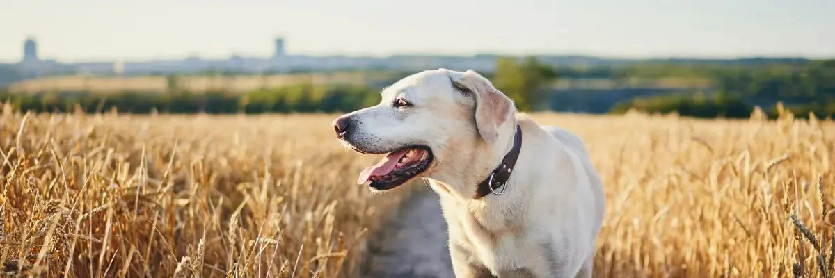 Un cane durante una passeggiata in campagna a fianco di un campo di grano nella stagione dei forasacchi