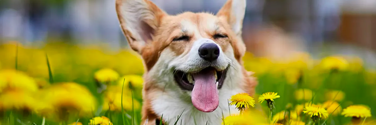 Ritratto di un cane rilassato in mezzo ad un campo di fiori gialli come copertina dell'articolo che parla di come alleviare l'ansia del cane in modo naturale