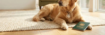 Cane Golden Retriever rilassato con passaporto europeo per animali, simbolo delle nuove norme UE sul microchip obbligatorio.