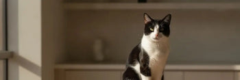 Gatto elegante su tavolo in legno per illustrare i nuovi obblighi per proprietari di gatti nel 2026.