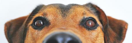 Olio di canapa per cani: cosa è, come funziona e benefici
