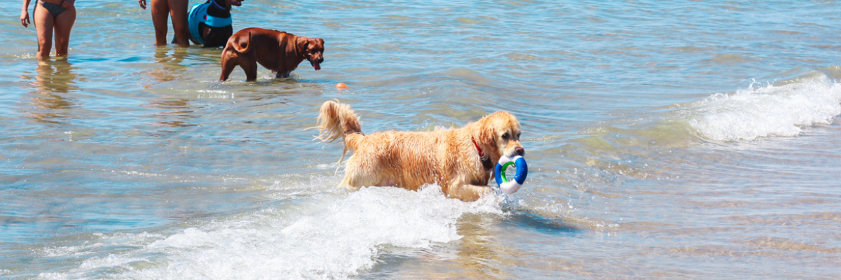 I pericoli delle spiagge sovraffollate: come proteggere il tuo cane durante le vacanze al mare