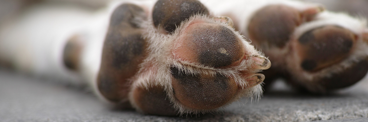 Polpastrelli del cane screpolati: perché succede e rimedi