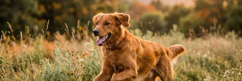Un cane in salute e pieno di vitalità corre felicemente in un prato soleggiato, simbolo del benessere naturale e della prevenzione attraverso gli integratori per cani Bàu.