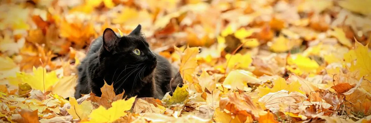 Gatto nero tra le foglie autunnali, simbolo di eleganza e protagonista delle superstizioni legate ad Halloween.
