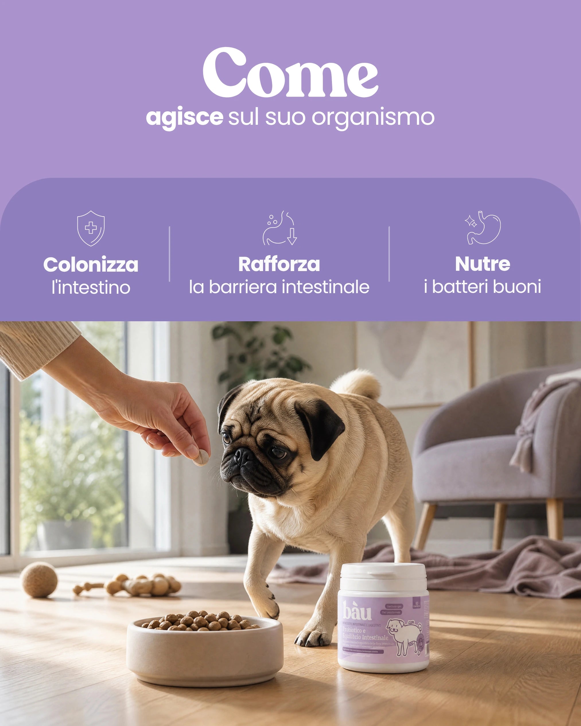 Probiotico e Equilibrio intestinale