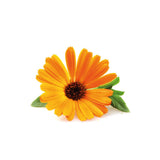 Calendula