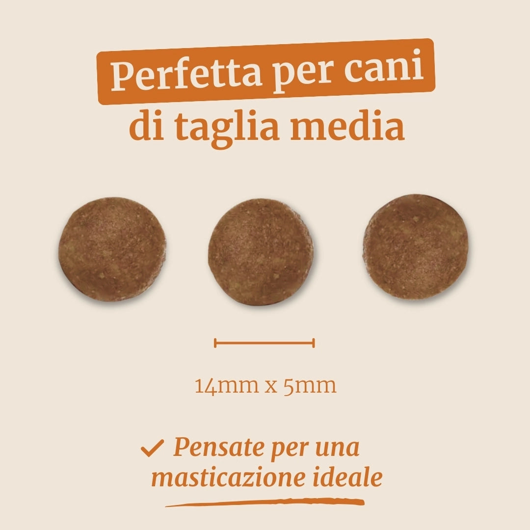 Crocchette con Manzo Angus , Patate Dolci e Carota per cani adulti di taglia media