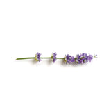 Lavanda