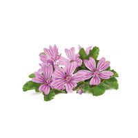 Malva