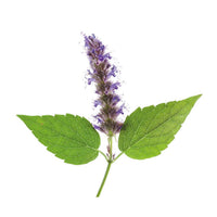Patchouli