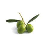 Olivo