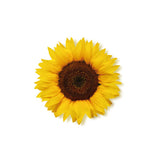 Semi di Girasoli